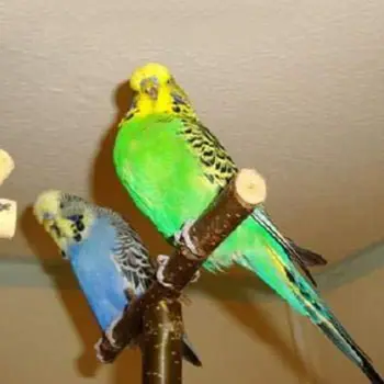 10tk Looduslikust Puidust Lindude Kiik Mänguasjad Papagoi Seista Rod Platvorm Redeli Puuri Decor M0XD