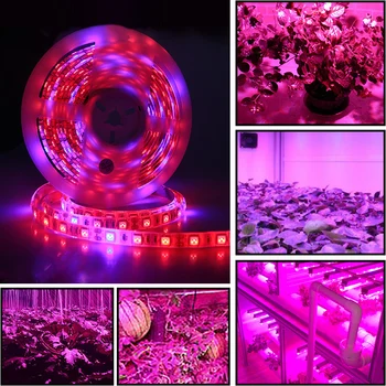5 M LED Füto Lambid Täieliku Spektri LED Valgus 300 Led 5050 LED Kiip Fitolampy Kasvab Tuled Kasvuhoone Hüdropooniline Taim