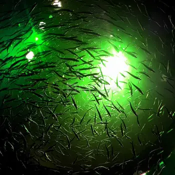 DAOUD 12v 10.8 180 w Led Sukeldatavad Kalapüügi Valgus, Veealune, koos 5m Juhtmest 900 Luumenit Meelitada Sööt Finder Püügivahendite