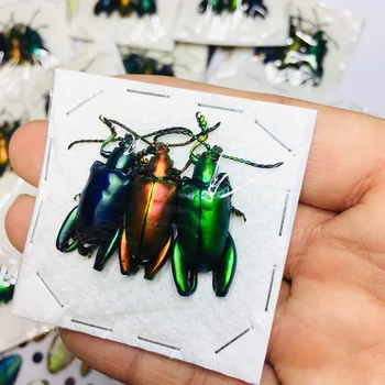 Sagra Longicollis Päris Putukate Isend Kollektsiooni Uuring Kool Haridus-Õpetamine Proovi kromaatilise Home Decor kingitus