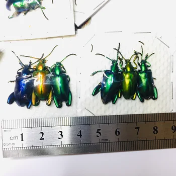 Sagra Longicollis Päris Putukate Isend Kollektsiooni Uuring Kool Haridus-Õpetamine Proovi kromaatilise Home Decor kingitus