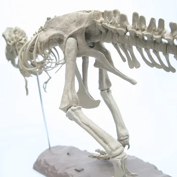 Suur Dinosaurus Fossiilsete Kolju Loomade Mudel Mänguasjad Türannosaurus rex Koguda skelett mudel sisustustarbed teenetemärgi
